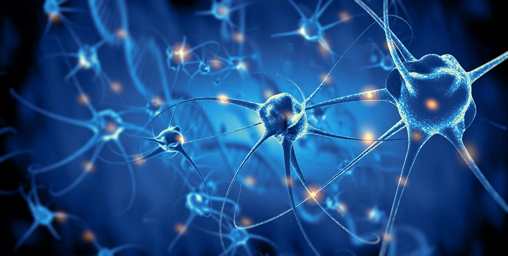 Neurociencia Aplicada: Productividad y Rendimiento